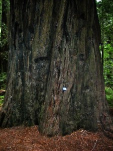 Vergleich: Redwoodstamm und Kaugummipackung