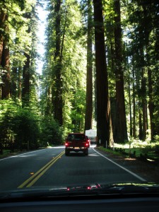 Strasse durch den Redwoodnationalpark