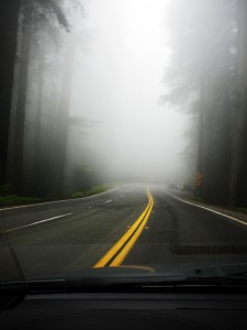 Nebel im Redwoodwald