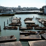 Seelöwen am Fishermens Wharf